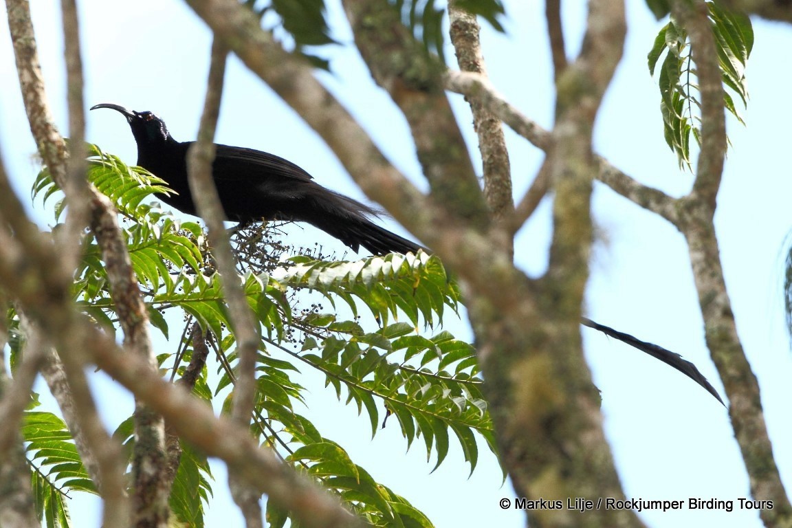 Black Sicklebill - Markus Lilje