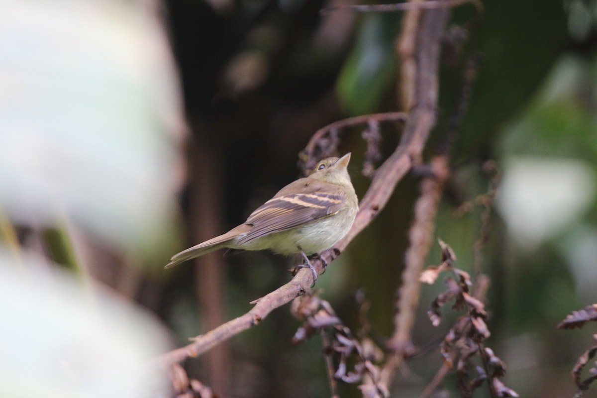 Euler's Flycatcher - ML71112141