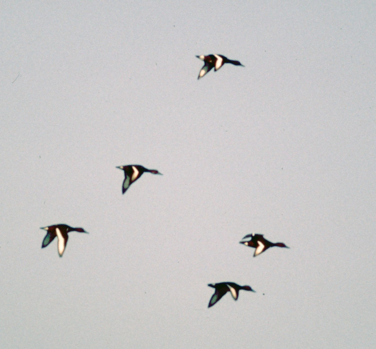 Ferruginous Duck - ML71112641