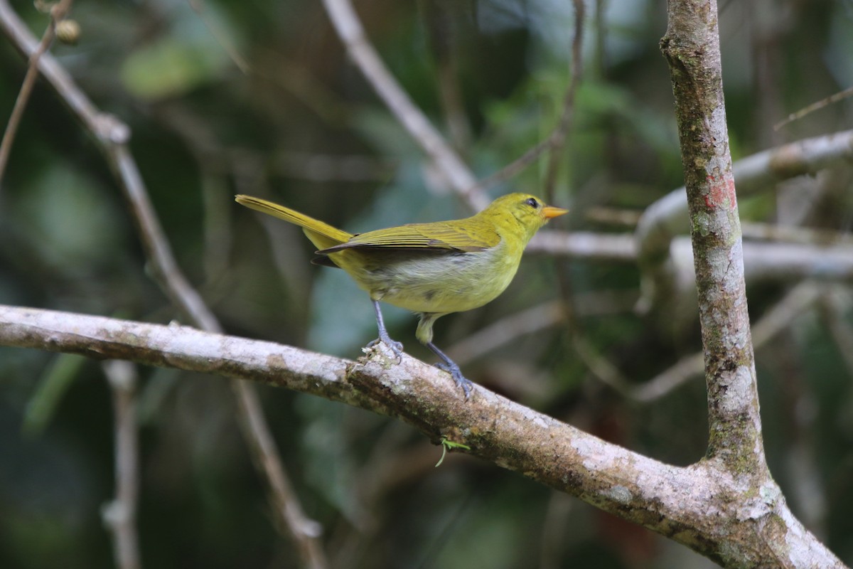 Rufous-headed Tanager - ML71113061