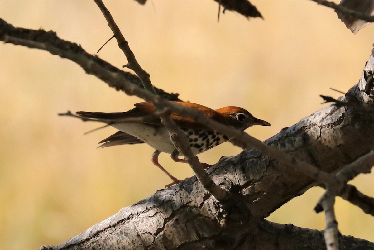 Wood Thrush - ML71113431