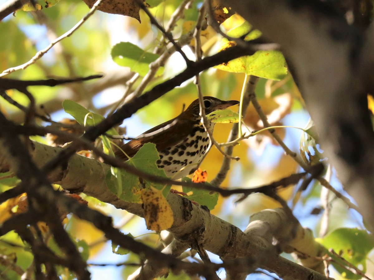 Wood Thrush - ML71113461