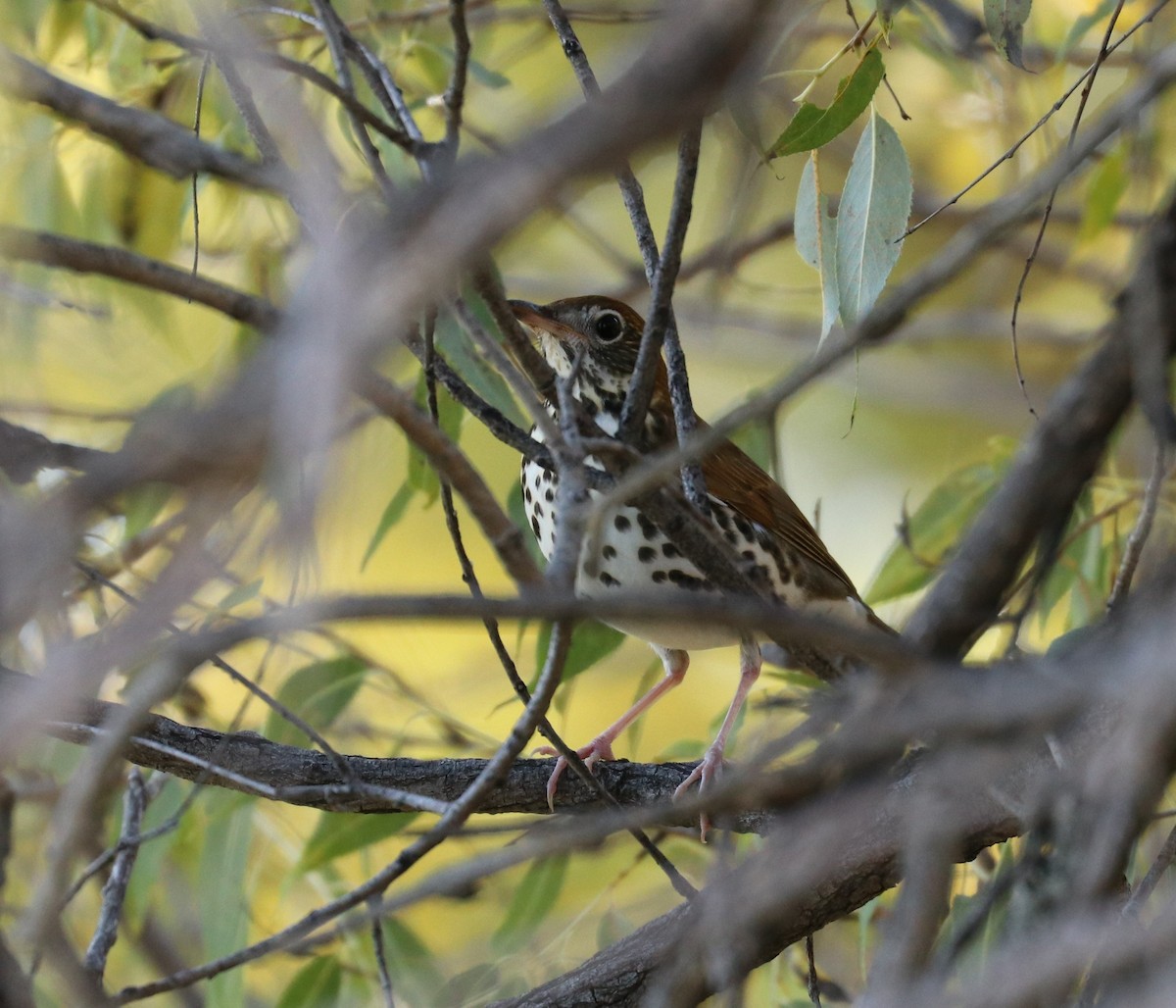 Wood Thrush - ML71113471