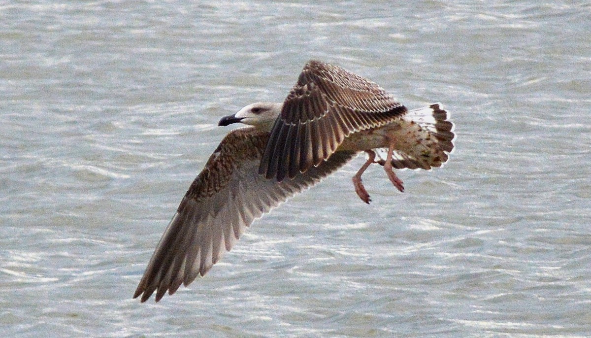 Great Black-backed Gull - ML71114501