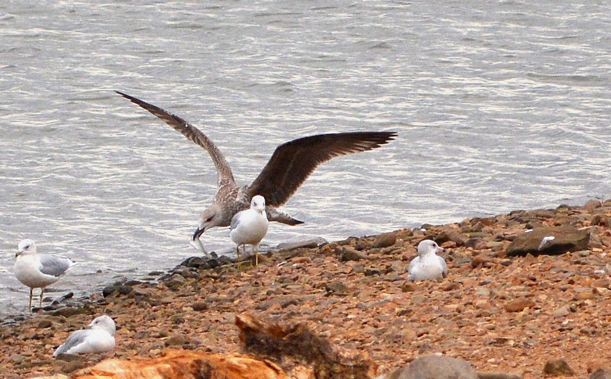 Great Black-backed Gull - Rhonda Townsend