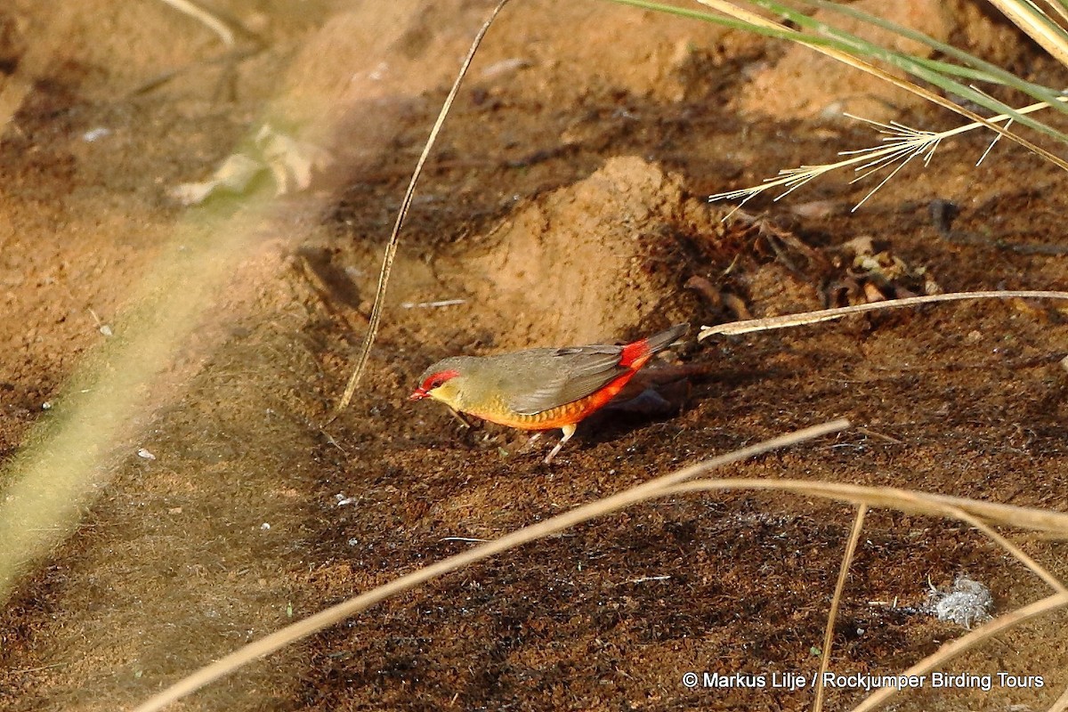 Zebra Waxbill - Markus Lilje