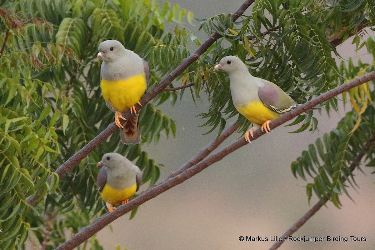 Bruce's Green-Pigeon - ML711149