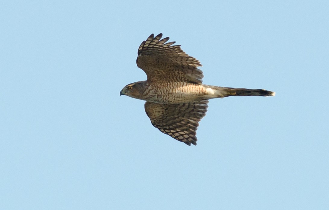 Cooper's Hawk - ML71115051