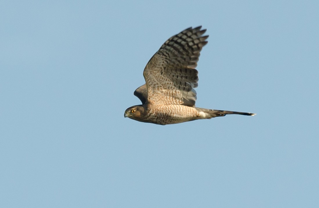 Cooper's Hawk - ML71115061