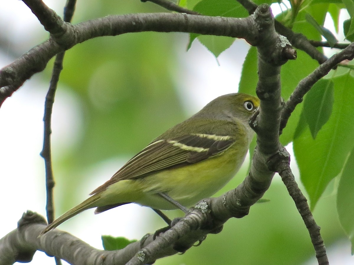 Vireo Ojiblanco - ML71116101