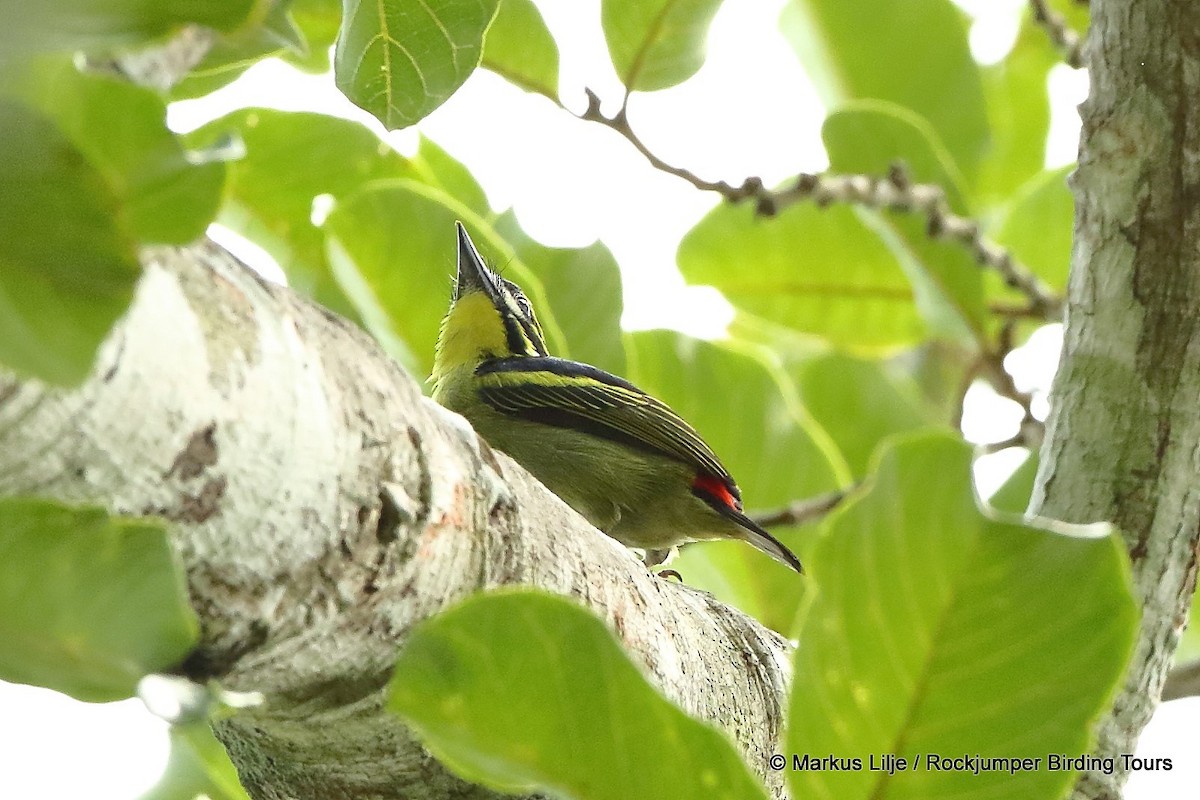 Red-rumped Tinkerbird - Markus Lilje