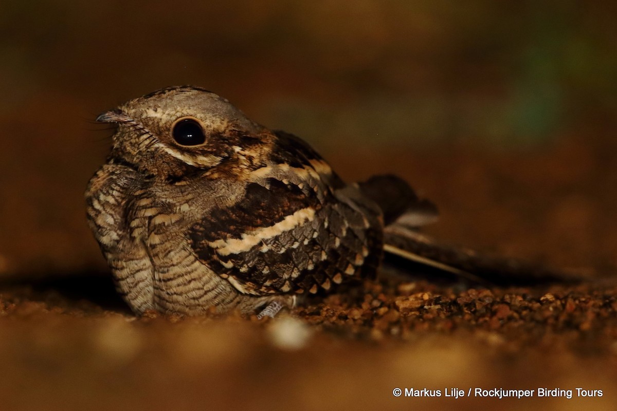 Long-tailed Nightjar - ML711165