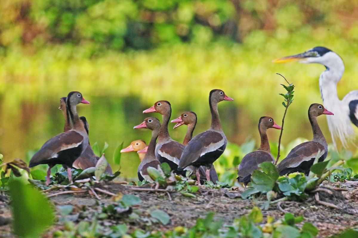 Black-bellied Whistling-Duck - ML71117191