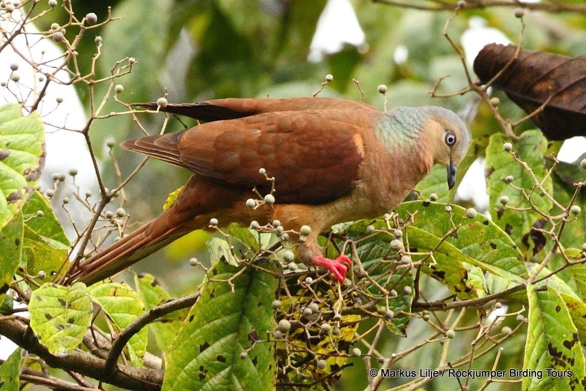 Amboyna Cuckoo-Dove - ML711178