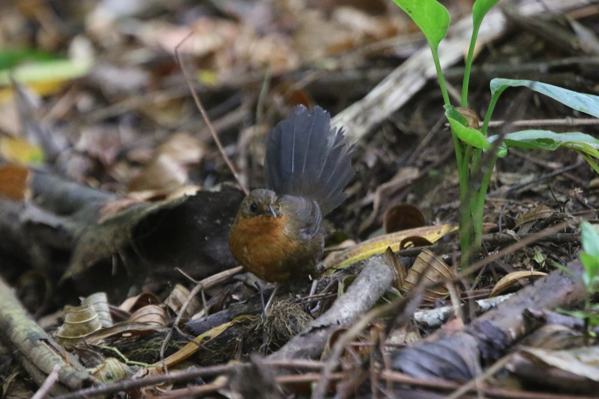 Braunbauchtapaculo - ML71117801