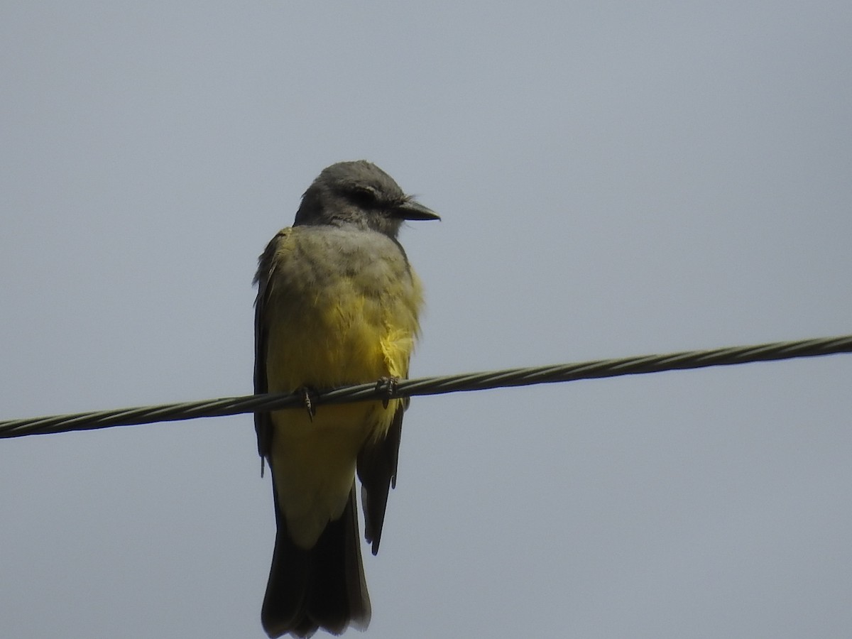 Cassin's Kingbird - ML71118321