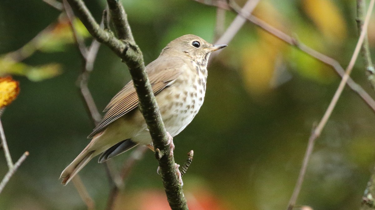 Hermit Thrush - ML71118361