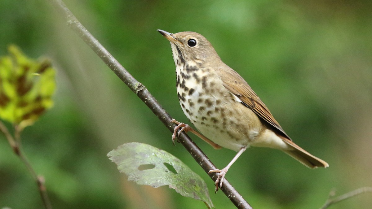 Hermit Thrush - ML71118391