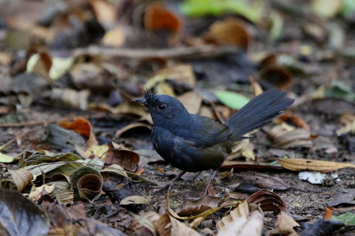 Slaty Bristlefront - ML71118881