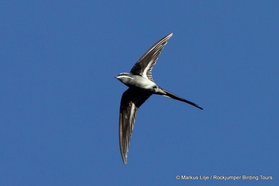 Moustached Treeswift - ML711191