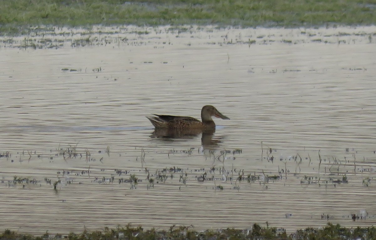 Northern Shoveler - ML71119201