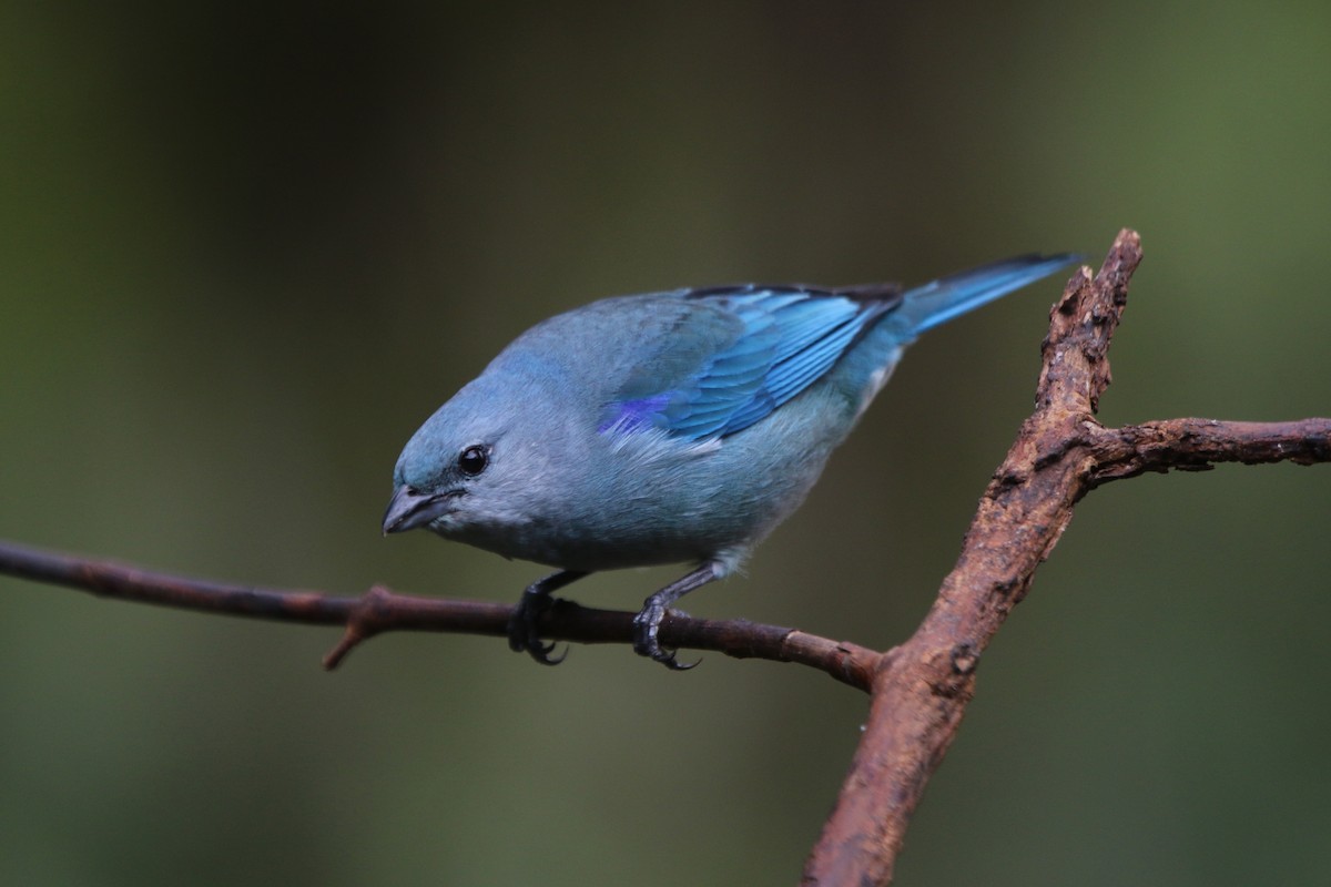 Azure-shouldered Tanager - Ian Thompson