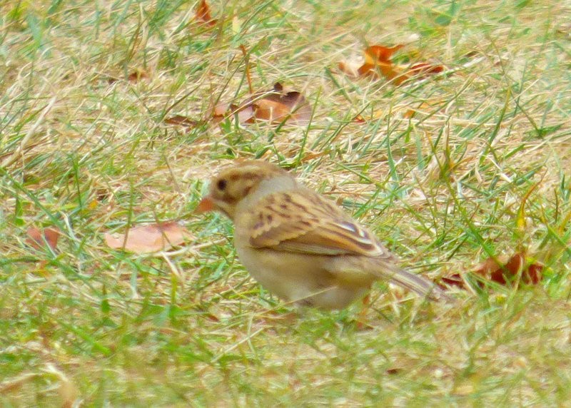 Clay-colored Sparrow - ML71119921
