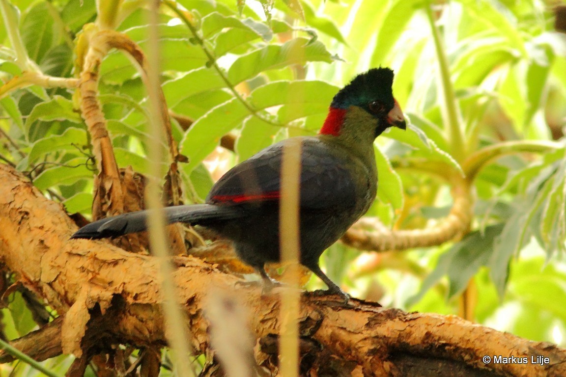 Rwenzori Turaco (Kivu) - ML711208