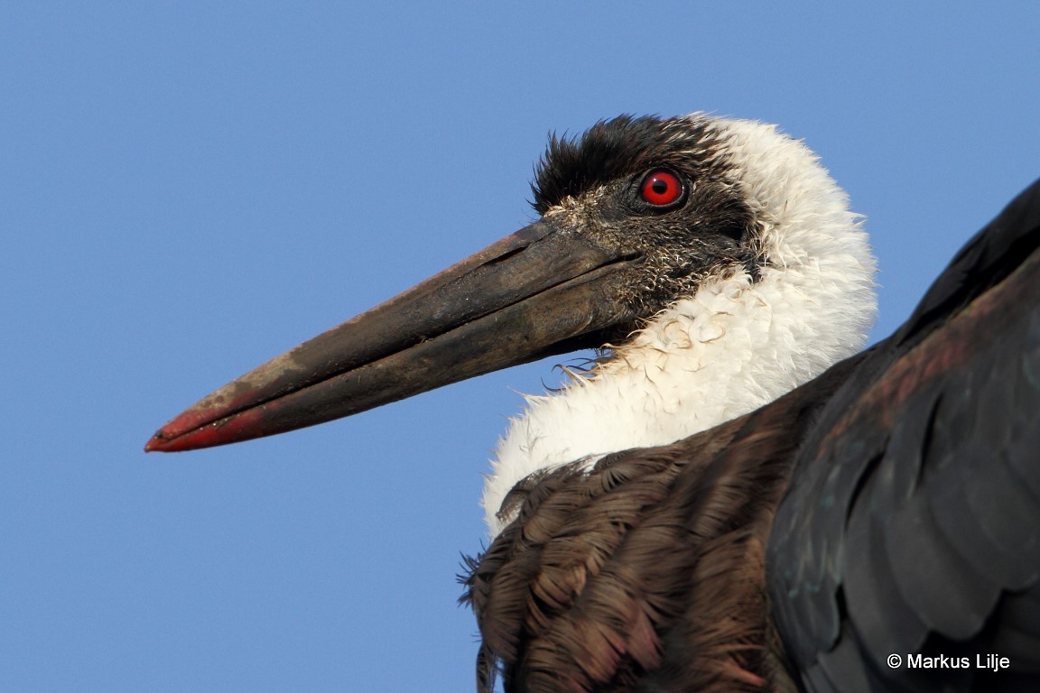 African Woolly-necked Stork - ML711211