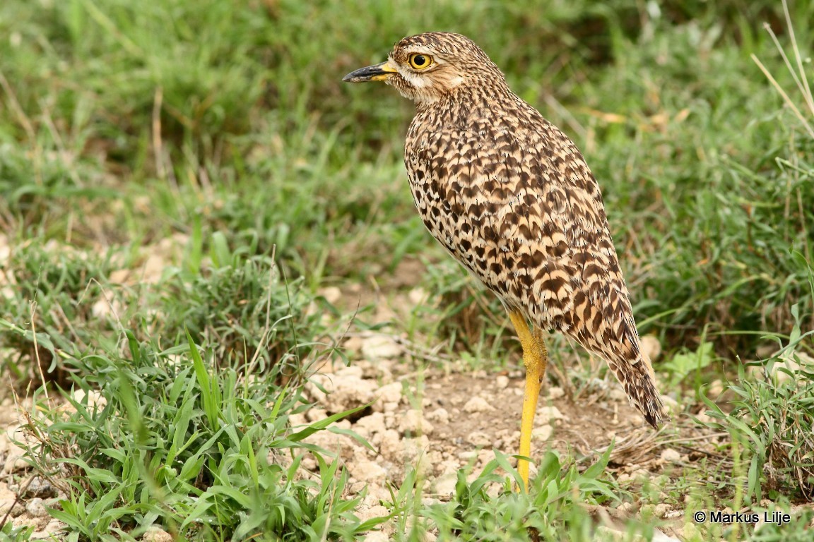 Spotted Thick-knee - Markus Lilje