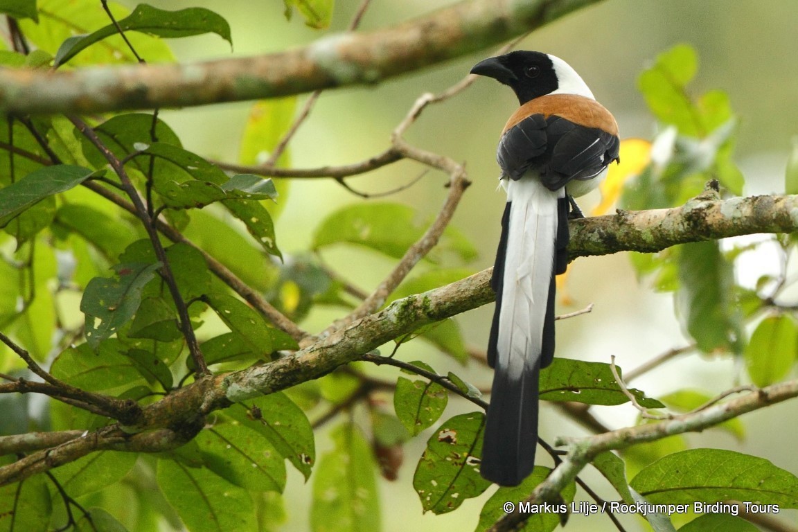 White-bellied Treepie - ML711219