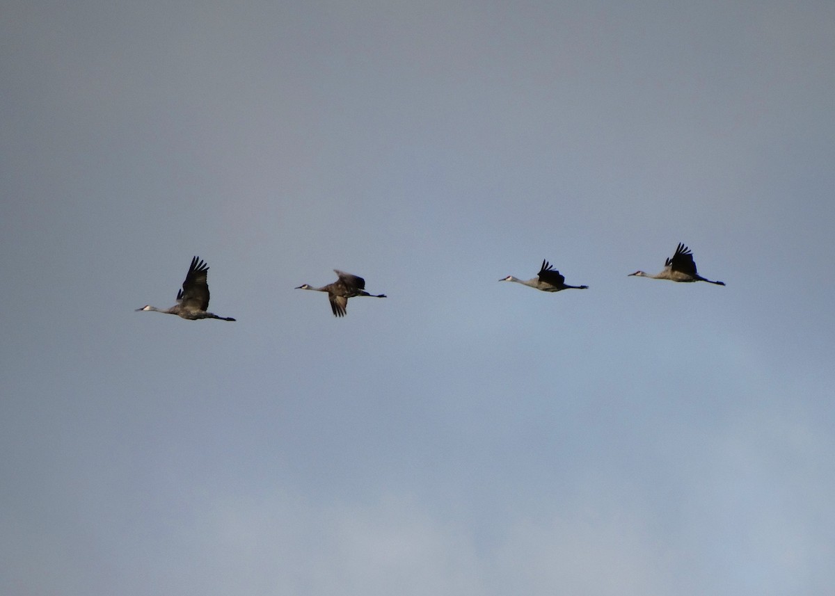 Sandhill Crane - Anna Pickering