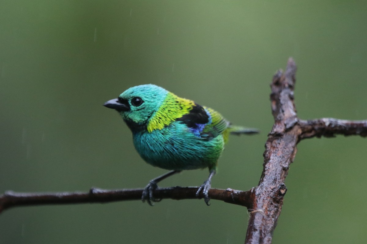 Green-headed Tanager - Ian Thompson