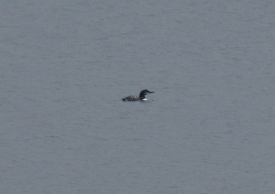 Common Loon - ML71123931