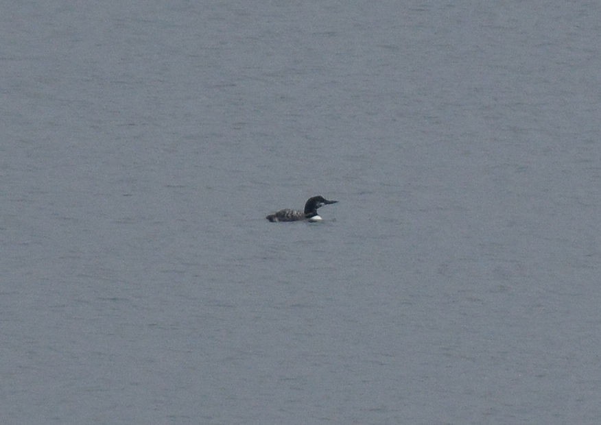 Common Loon - ML71123931