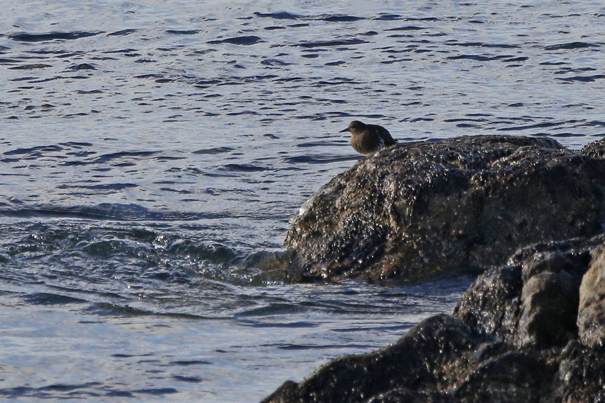 Black Turnstone - ML71124431