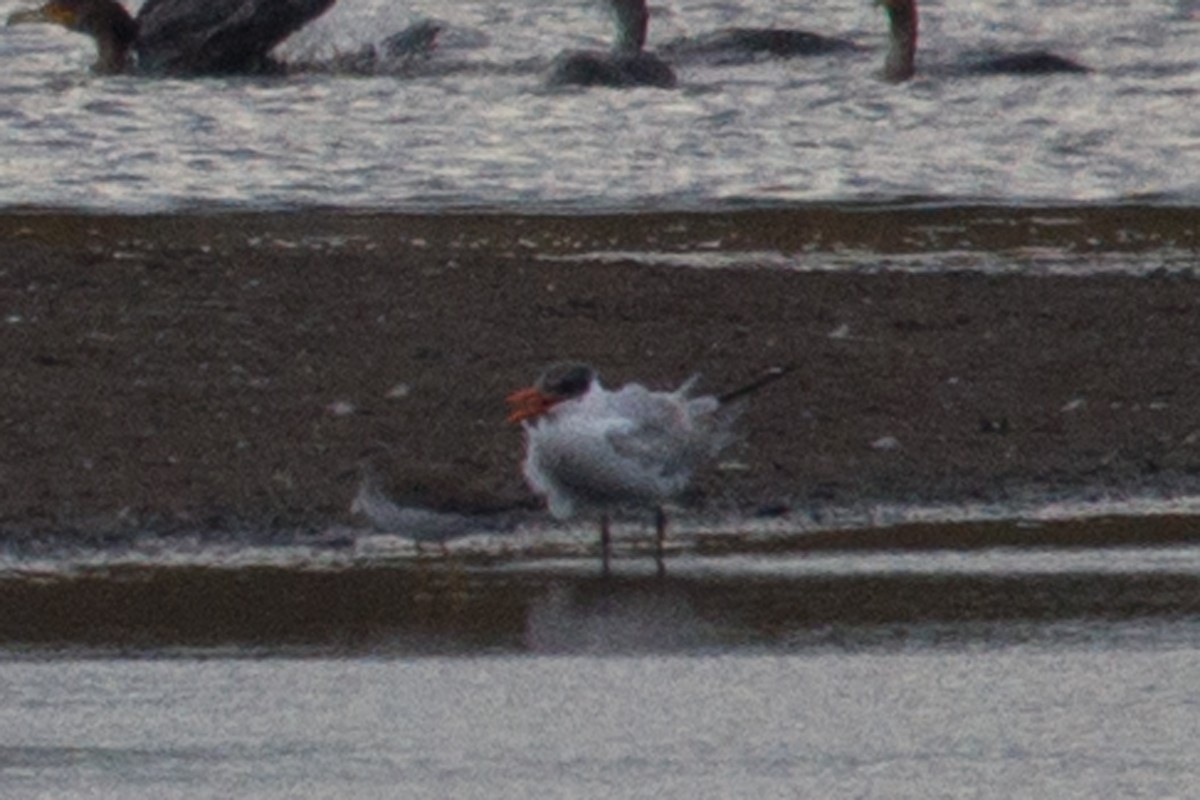 Caspian Tern - ML71124981