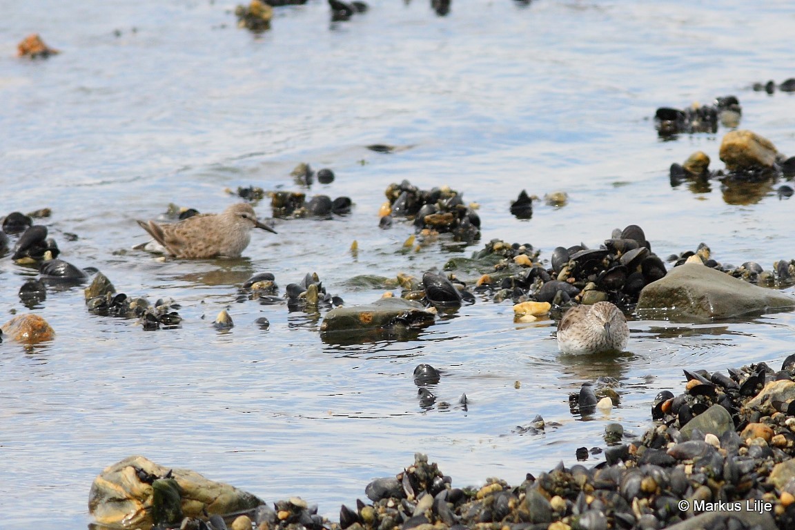 White-rumped Sandpiper - Markus Lilje