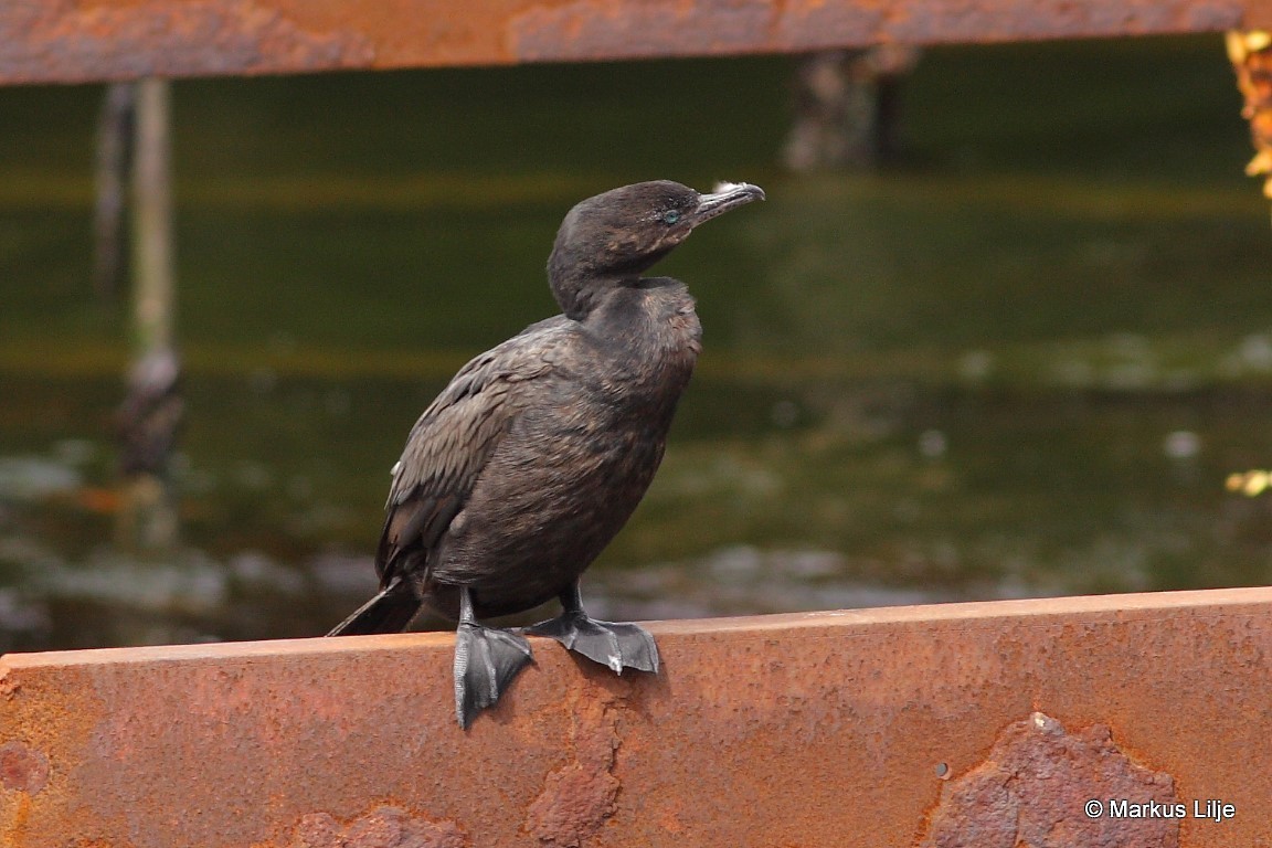 Neotropic Cormorant - Markus Lilje