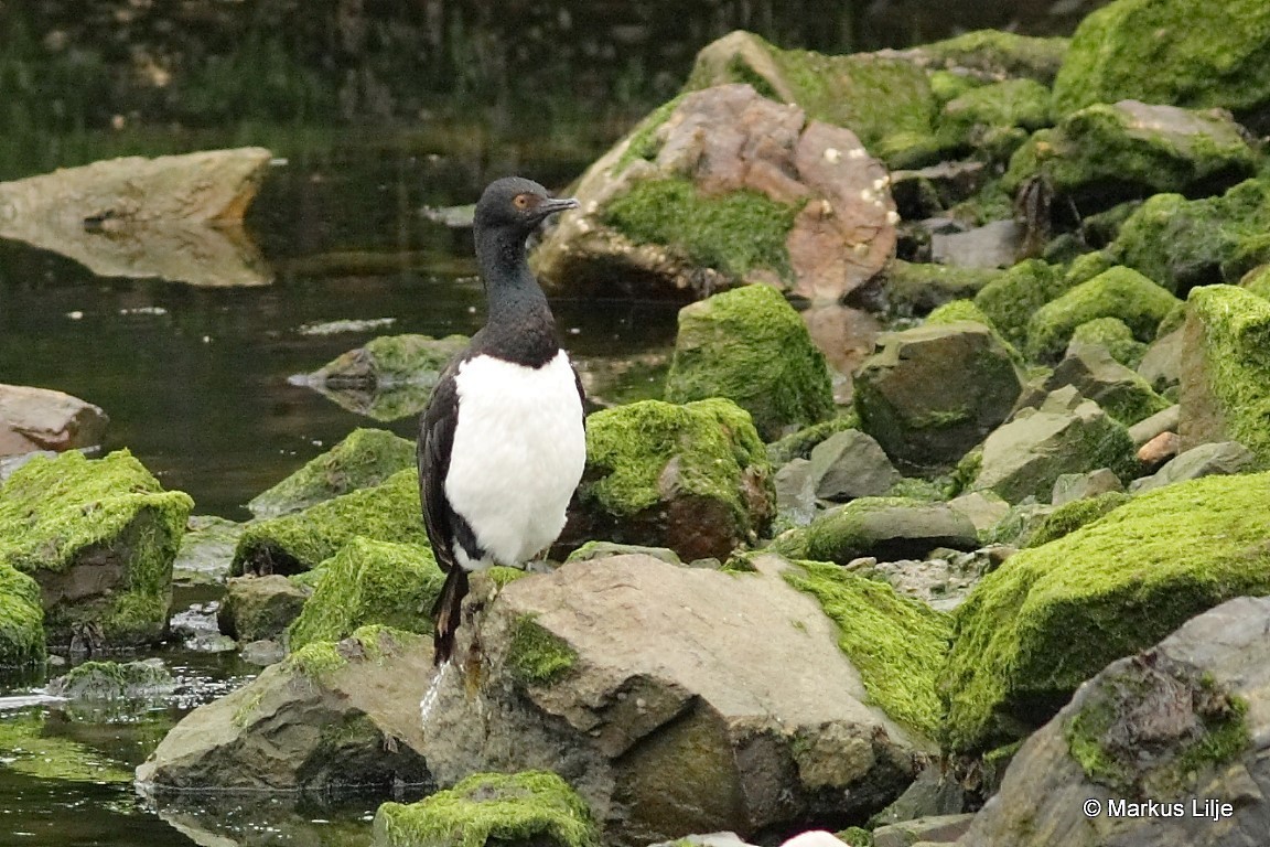 Magellanic Cormorant - ML711257