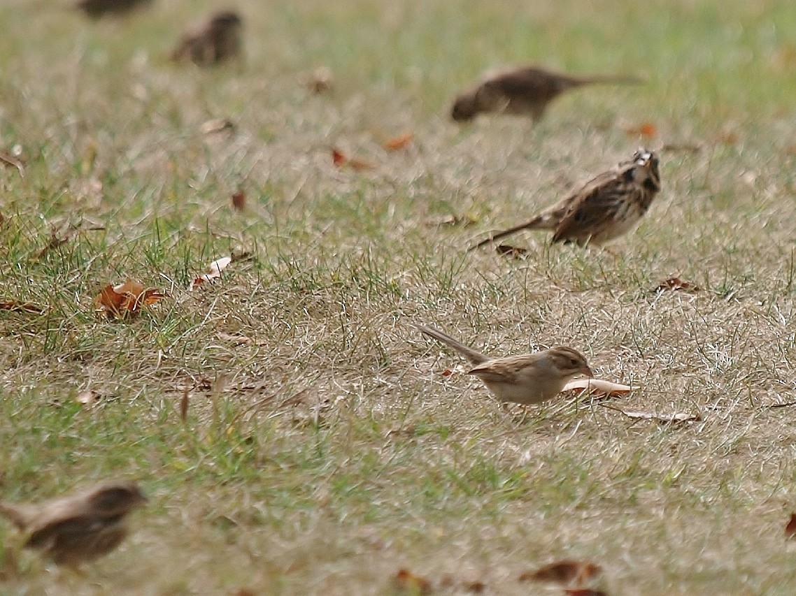 Clay-colored Sparrow - ML71125821
