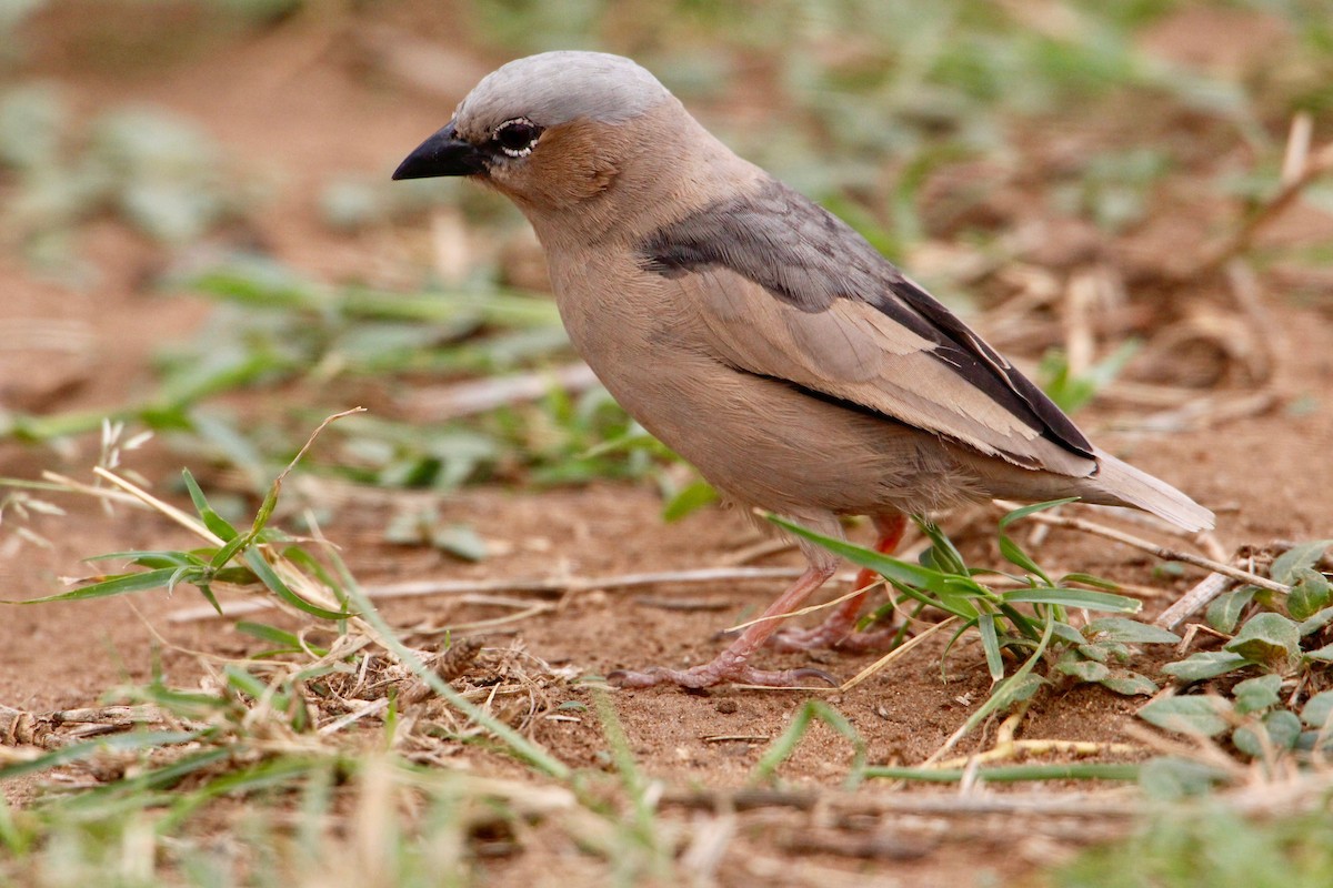 Gray-capped Social-Weaver - Robbin Mallett