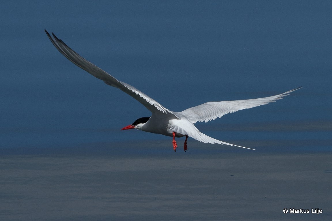 South American Tern - Markus Lilje