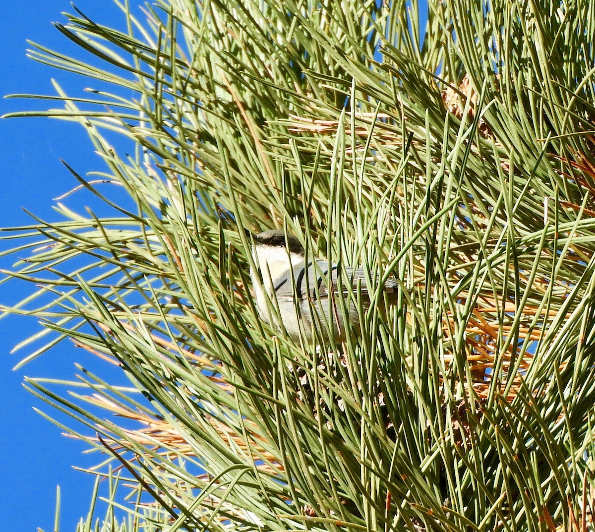 Pygmy Nuthatch - ML71127771