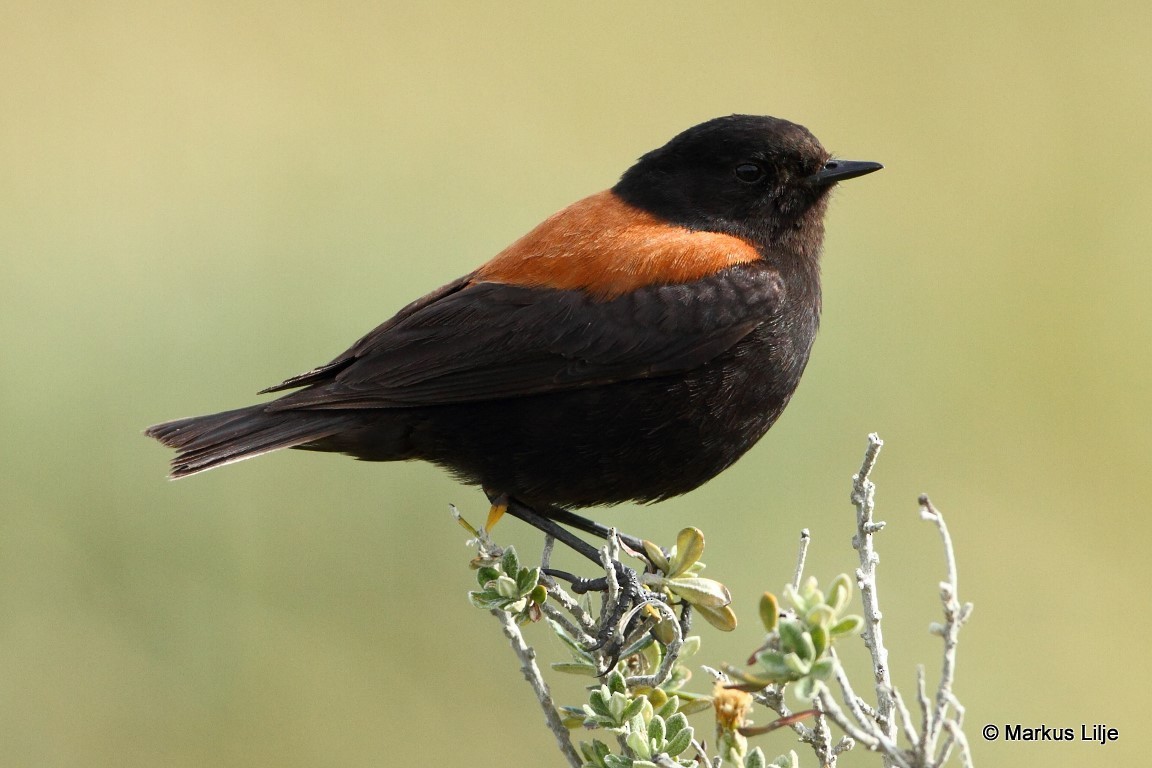 Austral Negrito - Markus Lilje