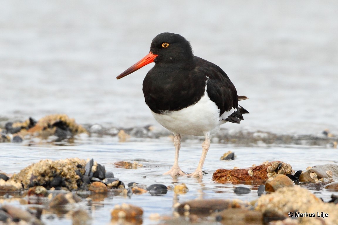 Magellanic Oystercatcher - ML711286