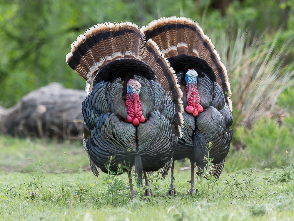 Wild Turkey - ML71129241