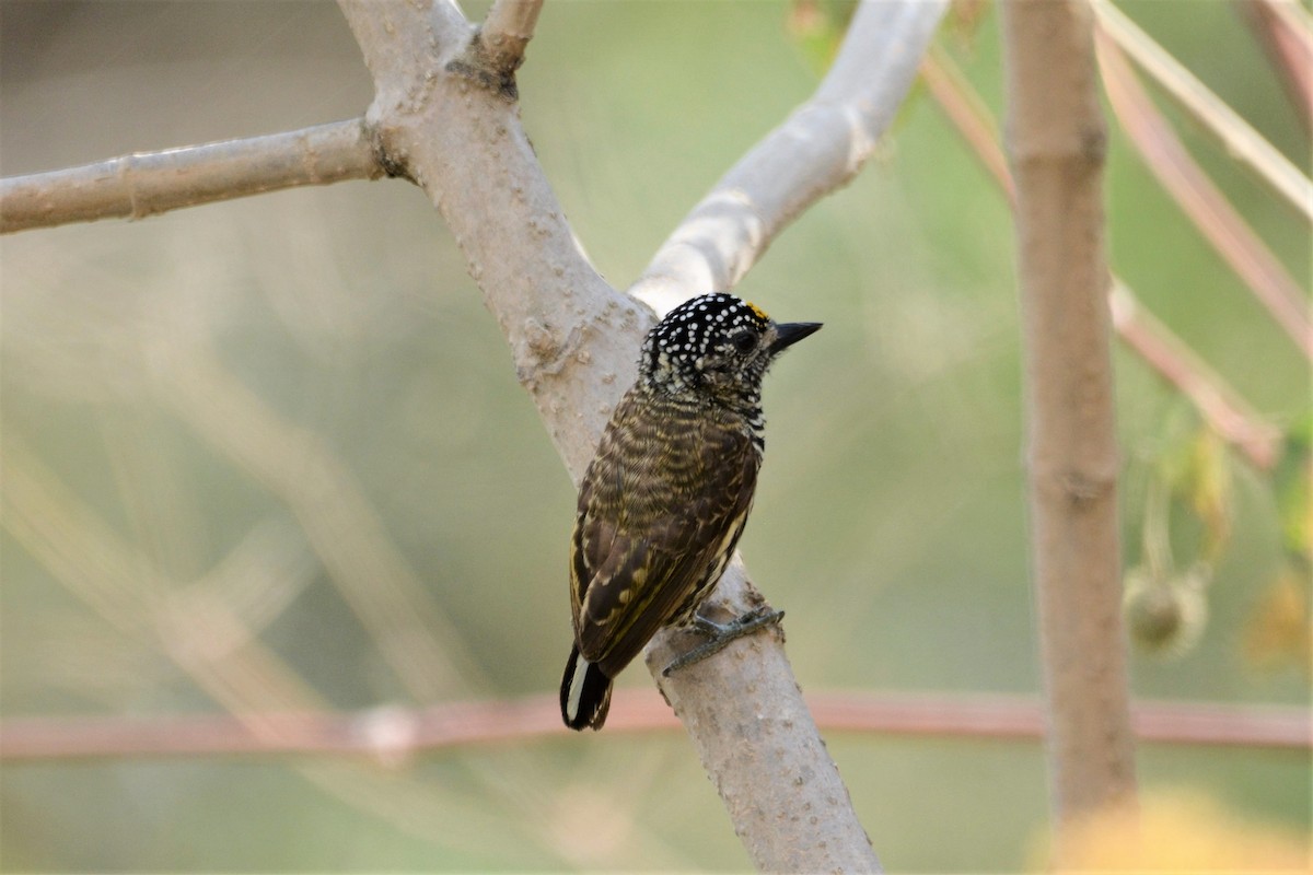 Ecuadorian Piculet - Dan Bormann