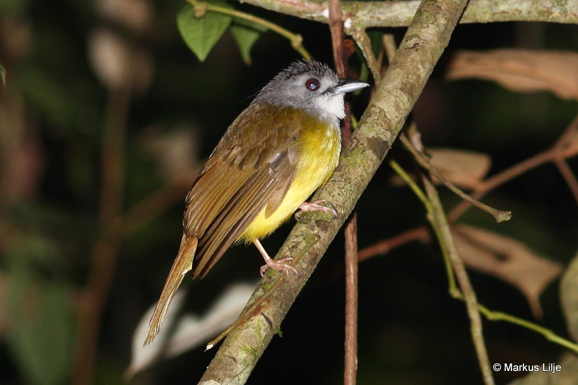 Yellow-bellied Bulbul - ML711308