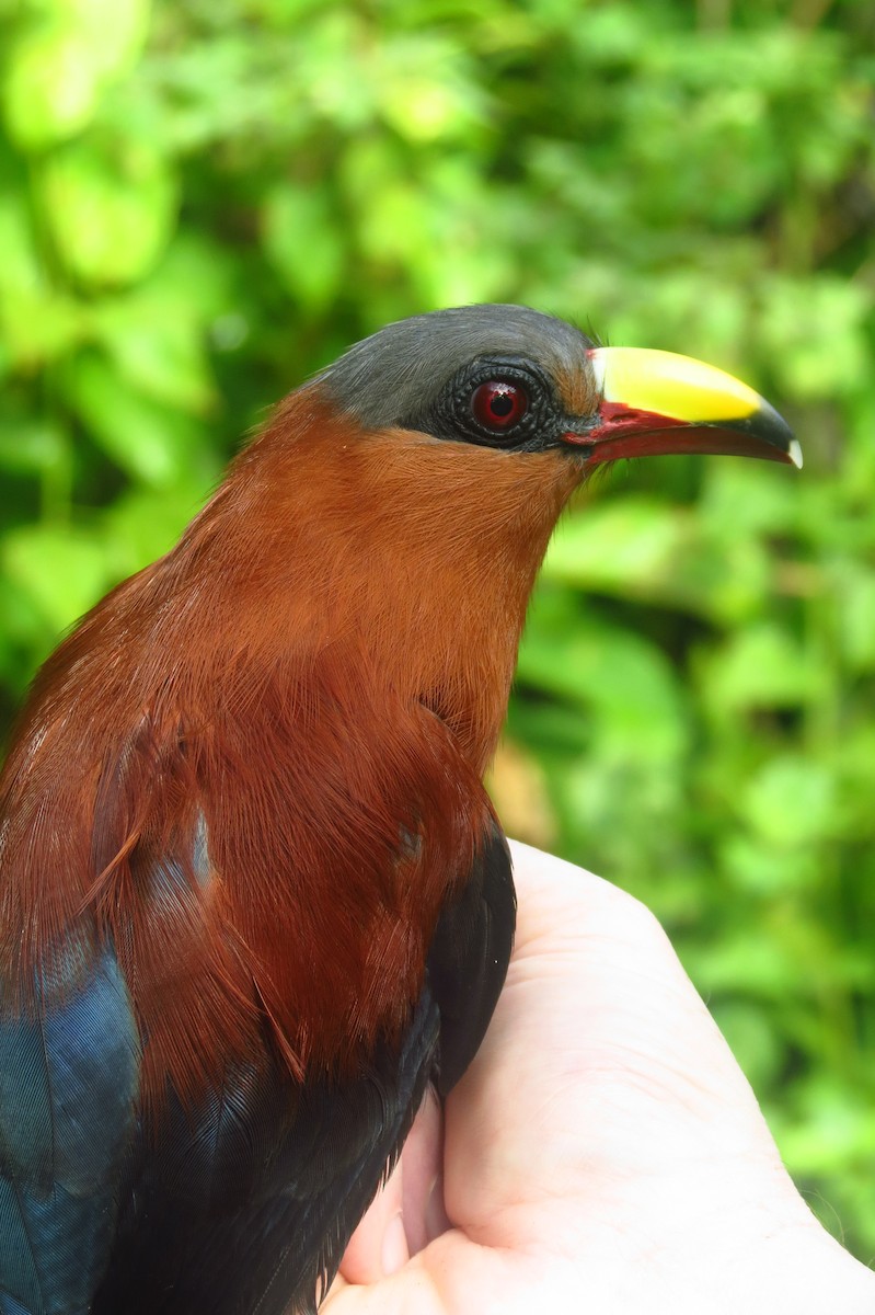 Yellow-billed Malkoha - ML711337